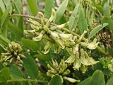 Astragalus schelichowii. Части побегов с соцветиями. Хабаровский край, г. Комсомольск-на Амуре, дол. р. Силинка, обочина грунтовой дороги. 22.05.2025.