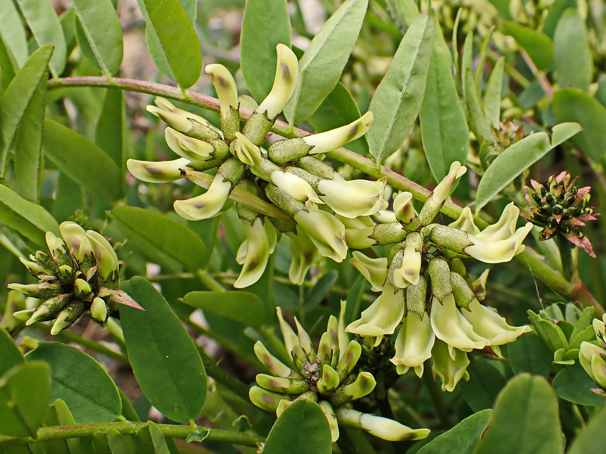 Image of Astragalus schelichowii specimen.