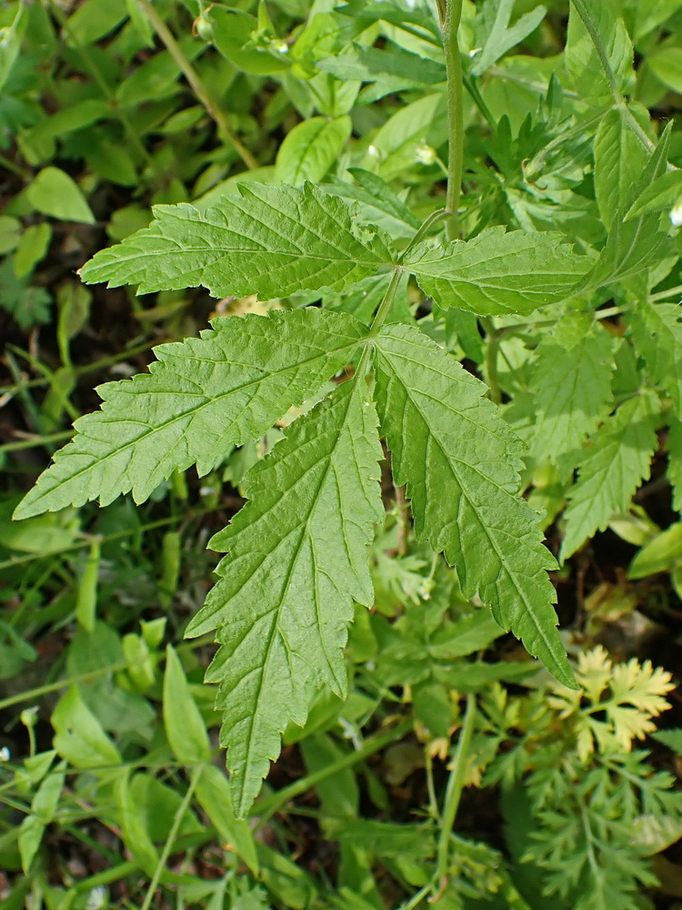 Image of Cardamine leucantha specimen.