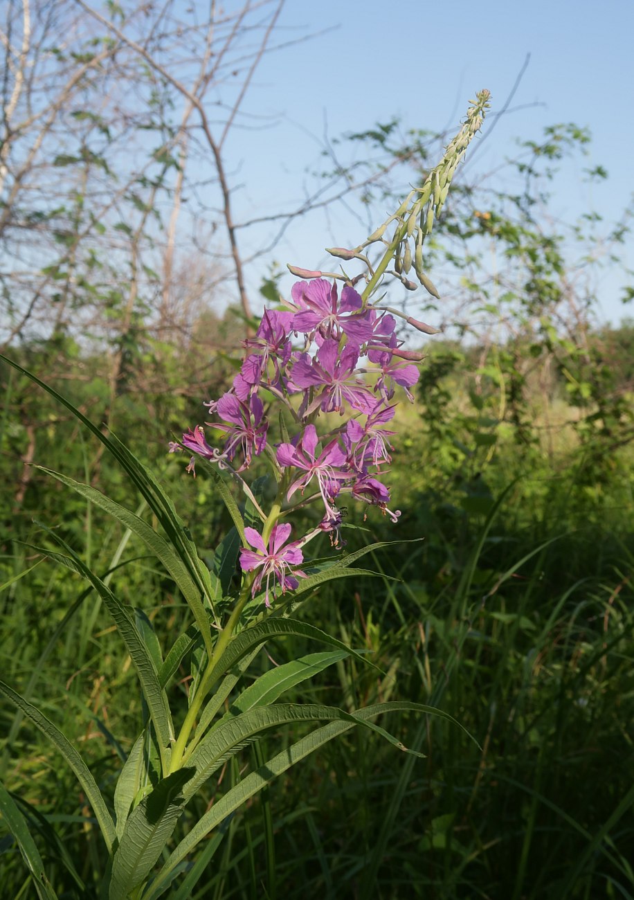 Изображение особи Chamaenerion angustifolium.