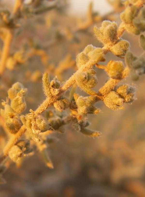 Image of familia Chenopodiaceae specimen.