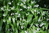 Allium paradoxum. Цветущие растения. Узбекистан, г. Ташкент, Ботанический сад им. Ф.Н. Русанова, в культуре. 03.04.2022.