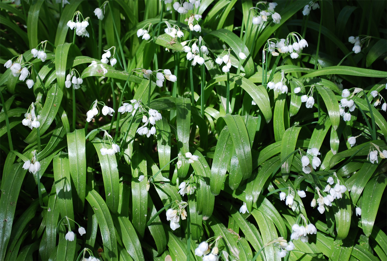 Image of Allium paradoxum specimen.