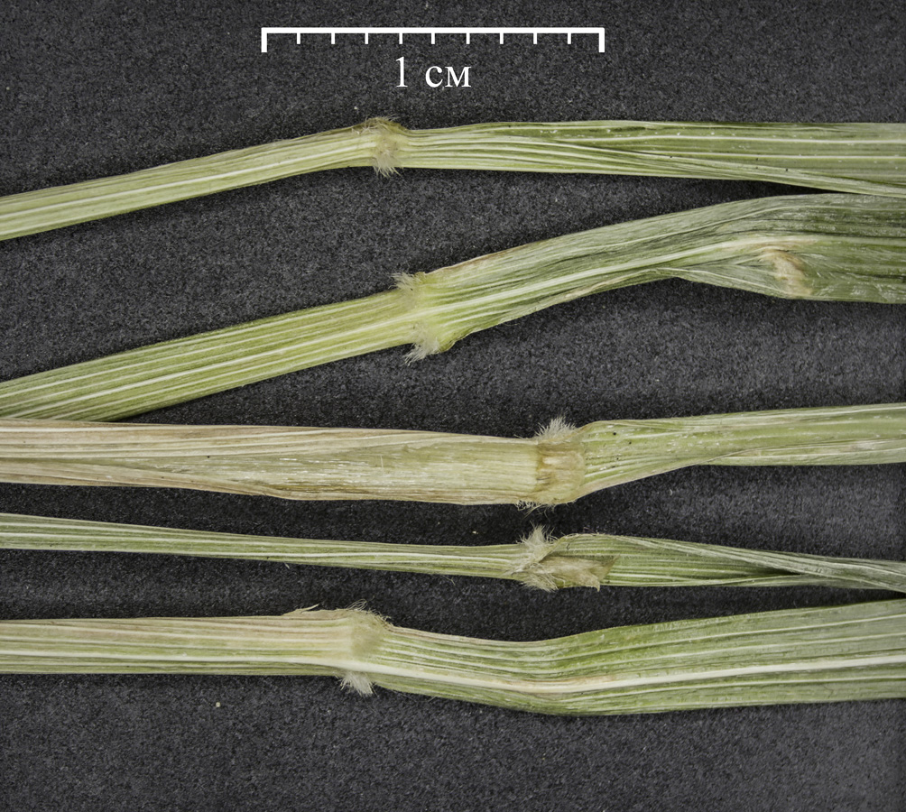 Image of Calamagrostis arundinacea specimen.