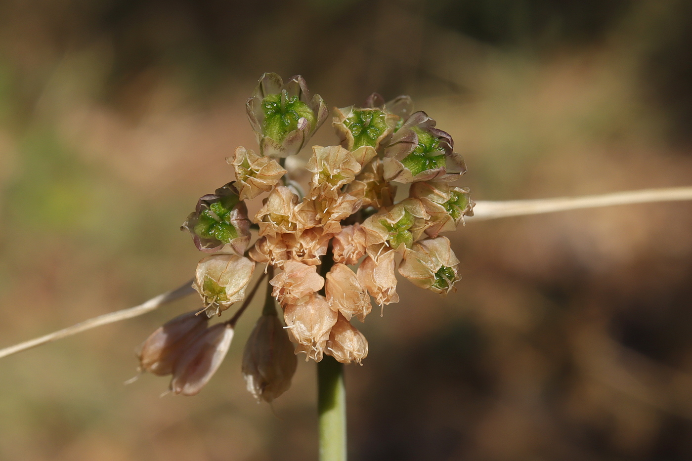 Изображение особи Allium rupestre.