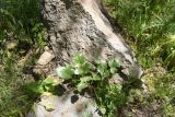 семейство Apiaceae