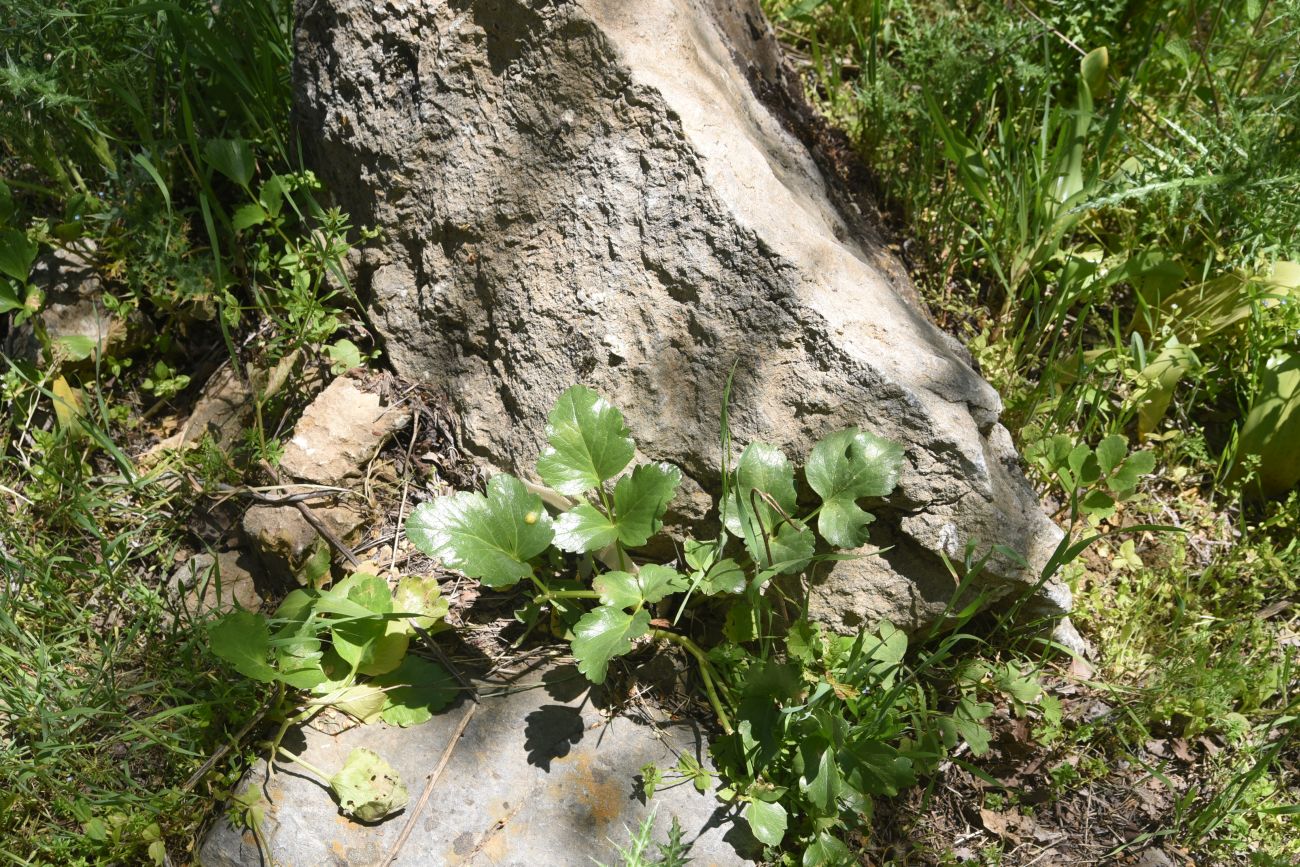 Изображение особи семейство Apiaceae.