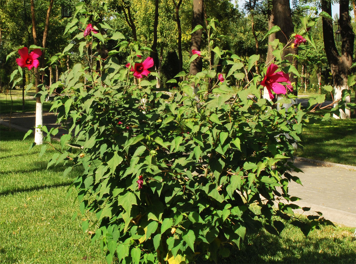 Изображение особи Hibiscus &times; hybridus.