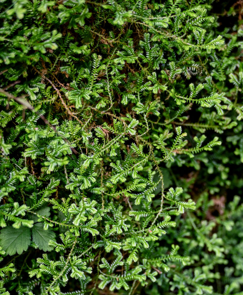 Изображение особи Selaginella kraussiana.