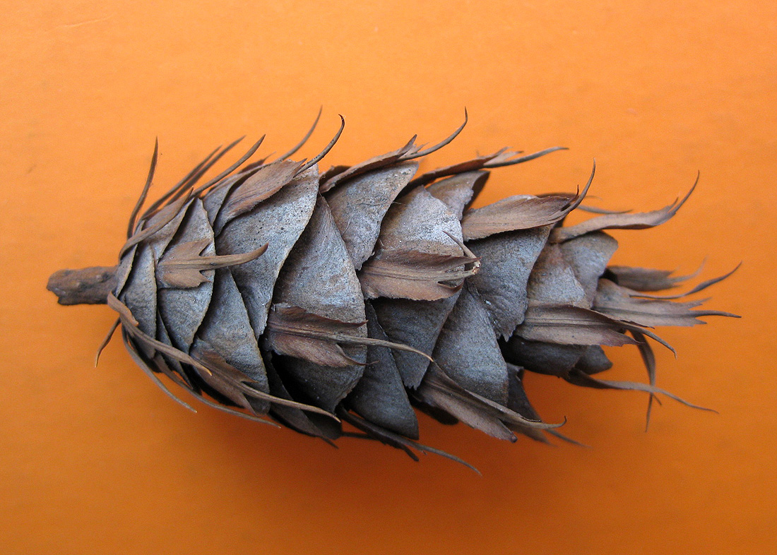 Image of Pseudotsuga menziesii specimen.