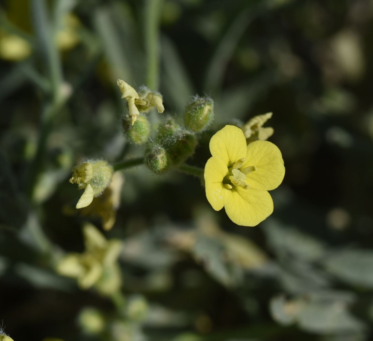 Image of familia Brassicaceae specimen.