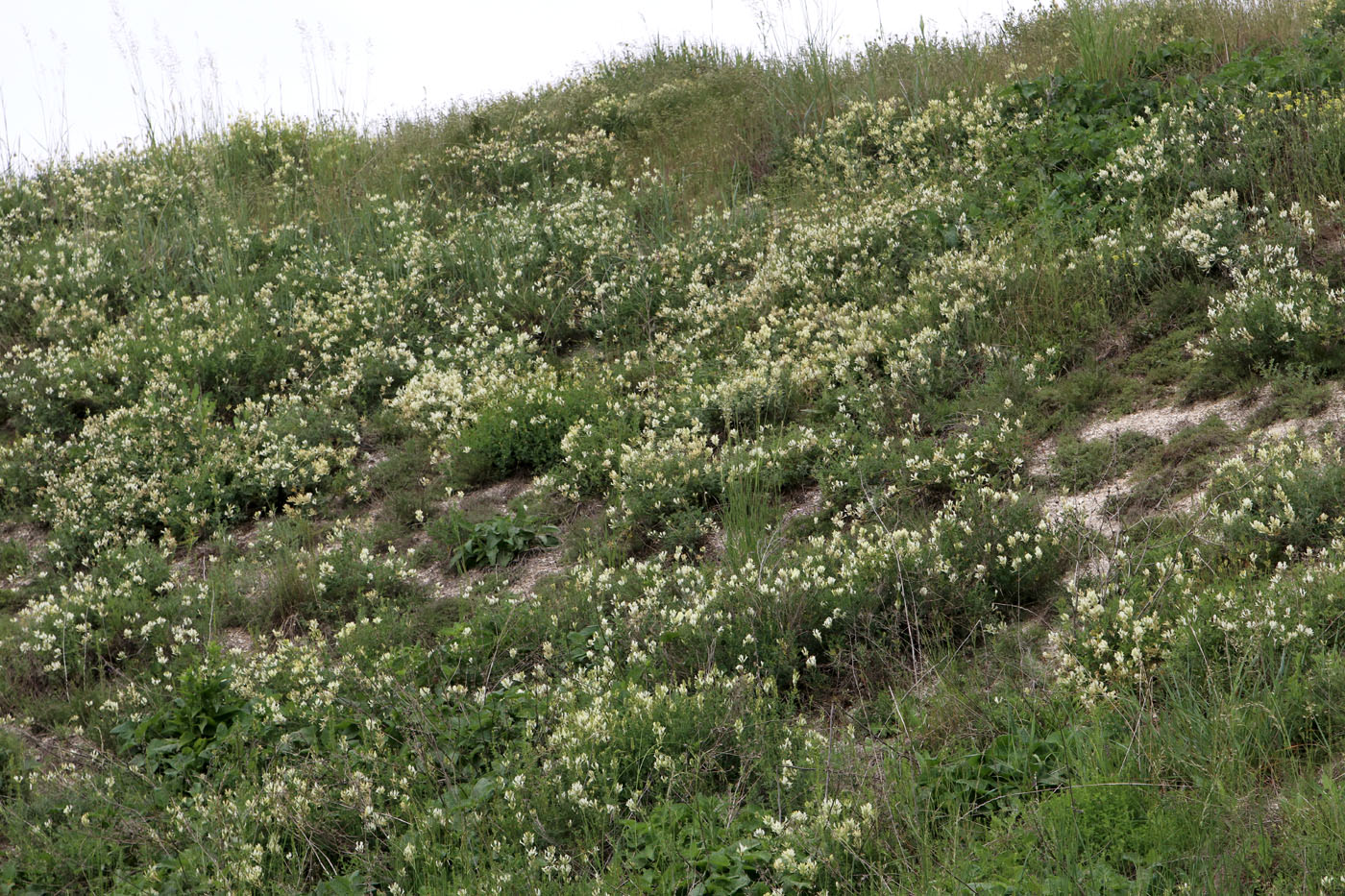 Изображение особи Astragalus albicaulis.