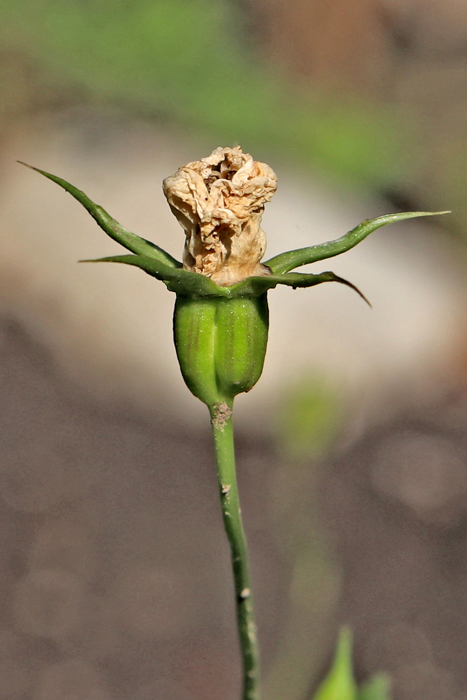 Изображение особи Campanula carpatica.