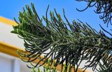 Araucaria heterophylla. Верхушка ветви. Португалия, округ Лейрия, пос. Назаре, в культуре. 07.08.2025.