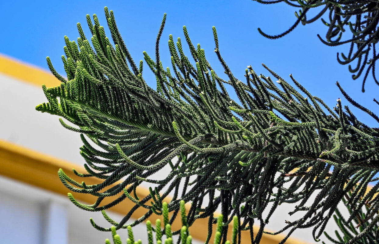 Изображение особи Araucaria heterophylla.