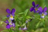 Viola tricolor. Цветки. Ленинградская обл., Выборгский р-н, окр. пос. Чулково, песчаный берег Финского залива. 27.06.2025.