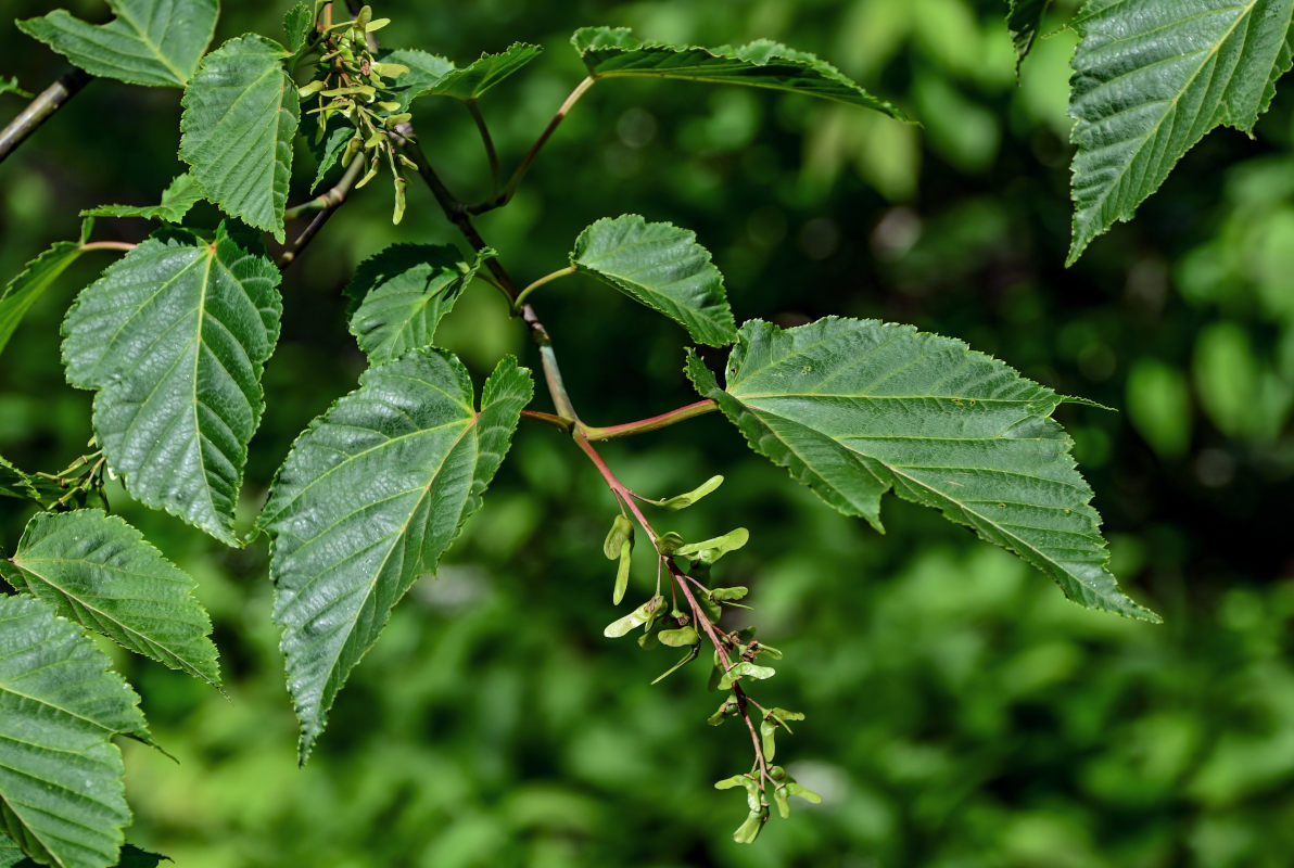 Image of Acer davidii ssp. grosseri specimen.