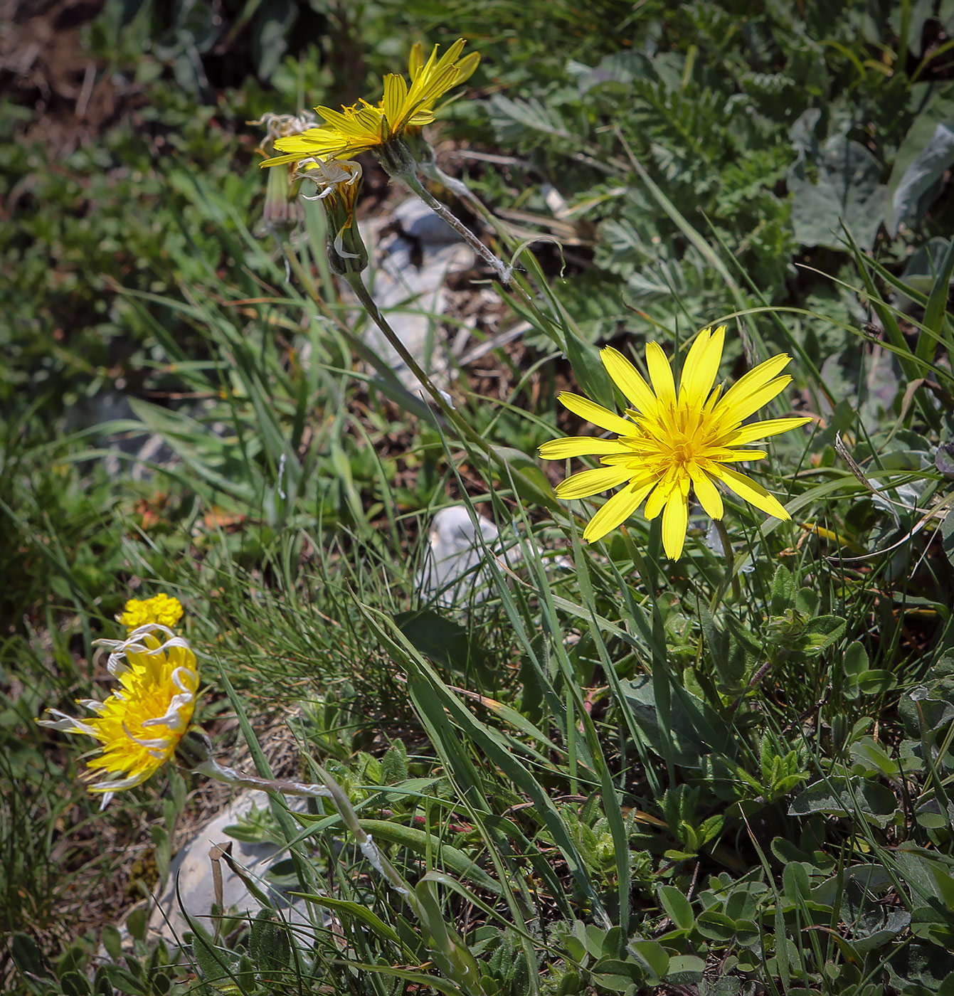 Image of Tragopogon reticulatus specimen.