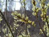 Salix viminalis. Ветви с мужским цветами и питающейся пчелой медоносной. Алтай, Шебалинский р-н, с. Камлак. 21.04.2011.
