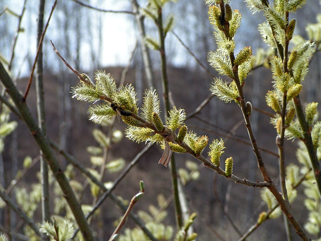 Image of Salix viminalis specimen.