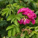 Rosa canina. Верхушка цветущего побега. Челябинская обл., г. Челябинск, ботсад ЧелГУ, в культуре. 08.08.2022.