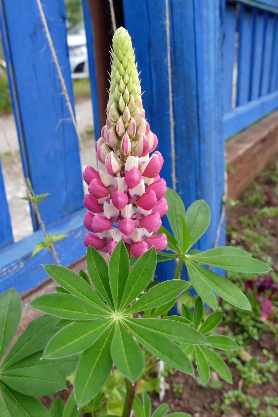Изображение особи Lupinus polyphyllus.
