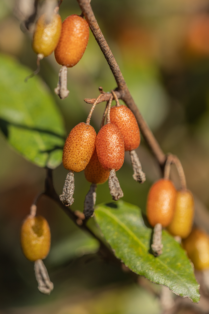 Изображение особи Elaeagnus pungens.
