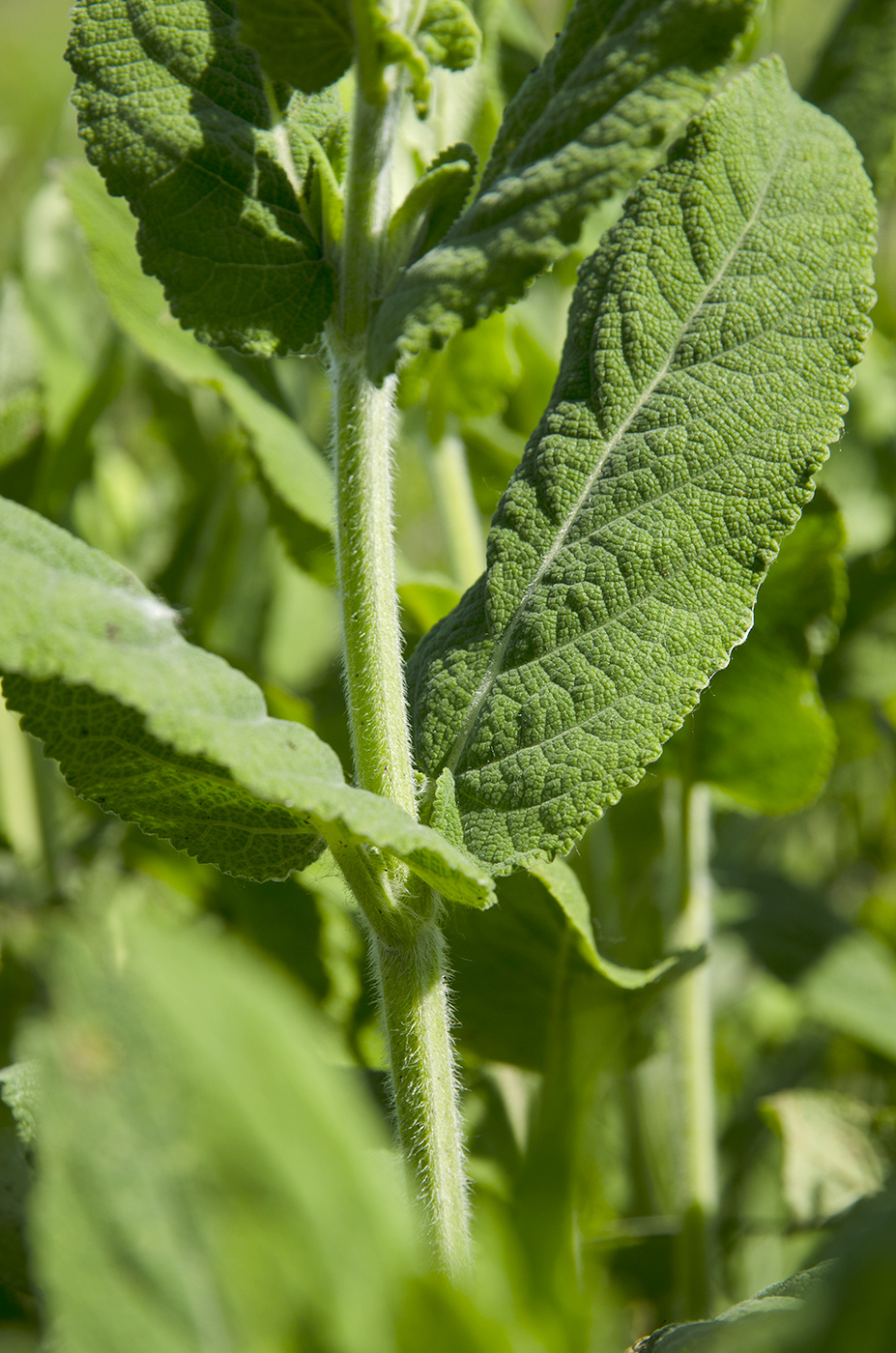 Image of genus Salvia specimen.