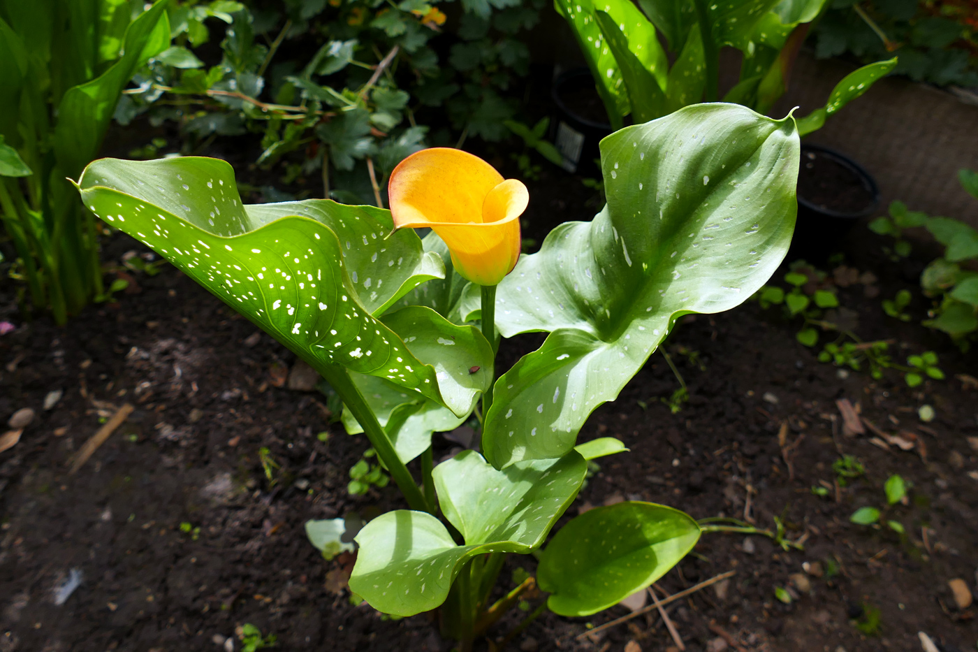 Изображение особи род Zantedeschia.