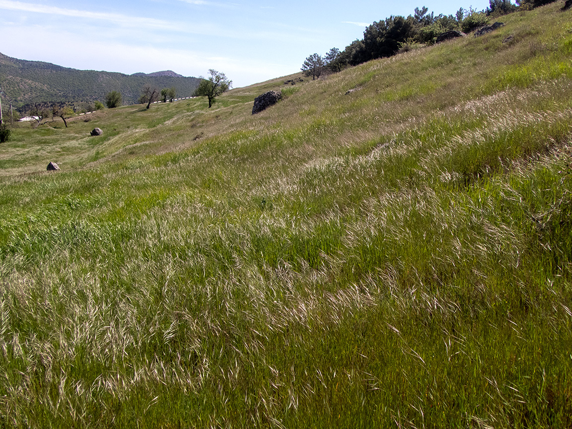Изображение особи Anisantha sterilis.