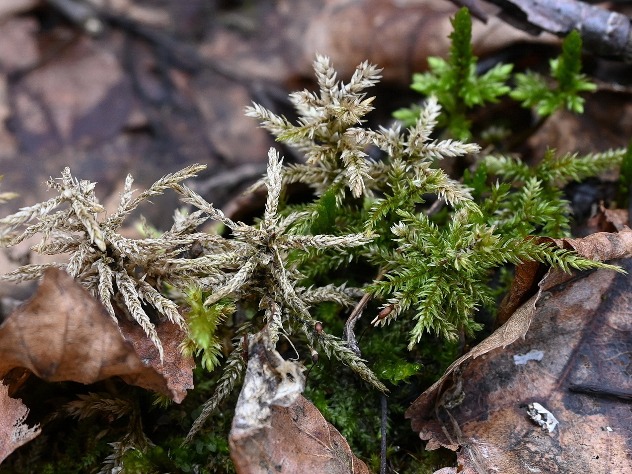 Изображение особи отдел Bryophyta.