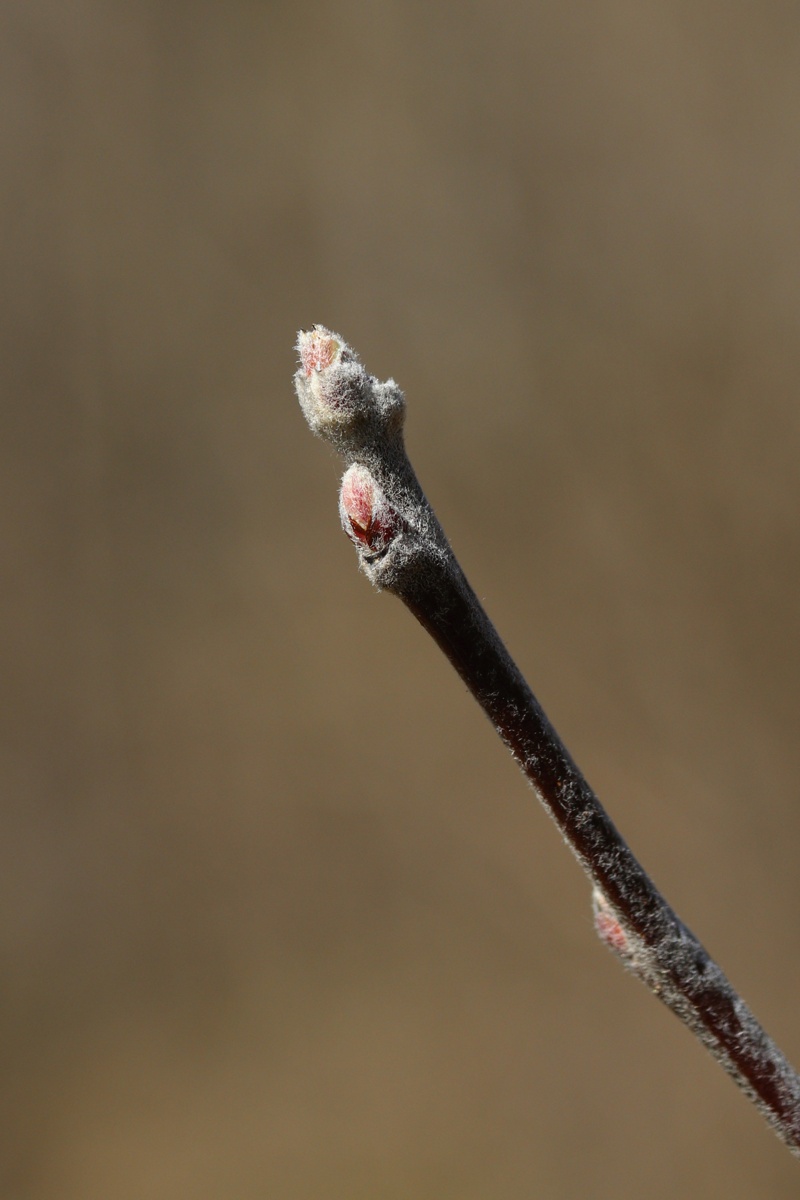 Изображение особи Cerasus avium.