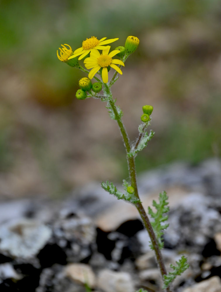 Изображение особи Senecio vernalis.