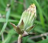 Taraxacum tortilobum