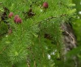 genus Larix. Ветвь с шишками. Московская обл., ГО Подольск, мкр-н Климовск, гаражный кооператив. 21.05.2026.