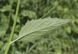 Lapsana communis