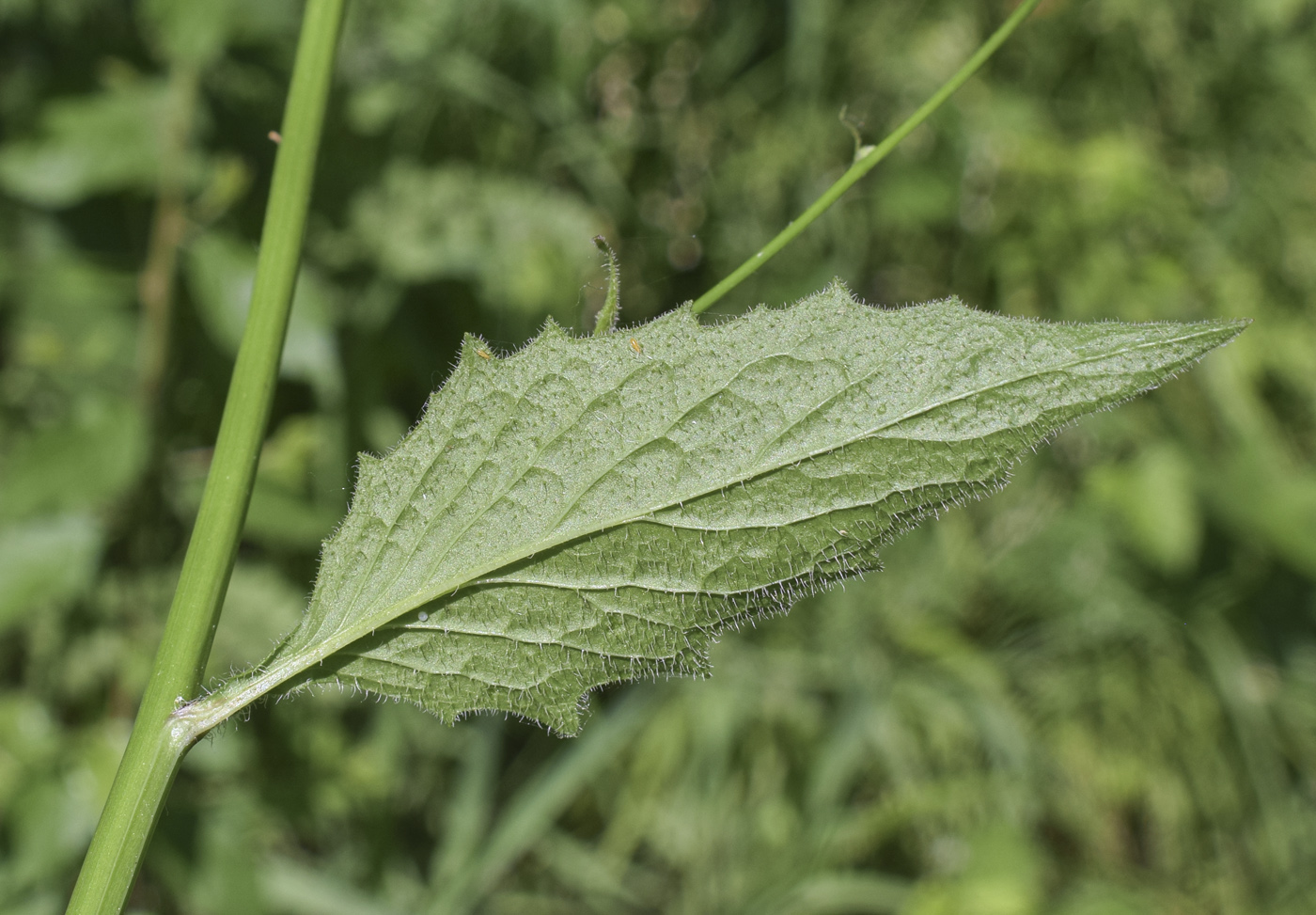 Image of Lapsana communis specimen.
