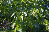 Juglans regia. Верхушка плодоносящего растения. Республика Дагестан, Рутульский р-н, с. Киче. 20.06.2026.