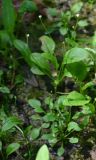 Androsace filiformis. Цветущие растения. Тульская обл., Заокский р-н, Бутиково, лесная дорога. 28.06.2026.
