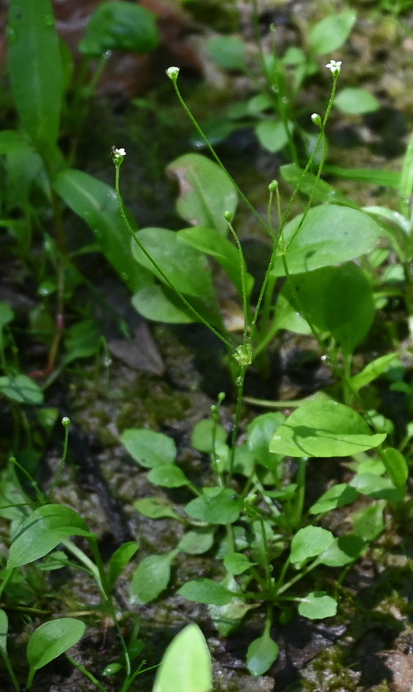 Изображение особи Androsace filiformis.