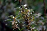Elaeagnus commutata. Верхушка побега с цветками. Московская обл., Раменский р-н, окр. дер. Хрипань, садовый участок. 01.06.2026.