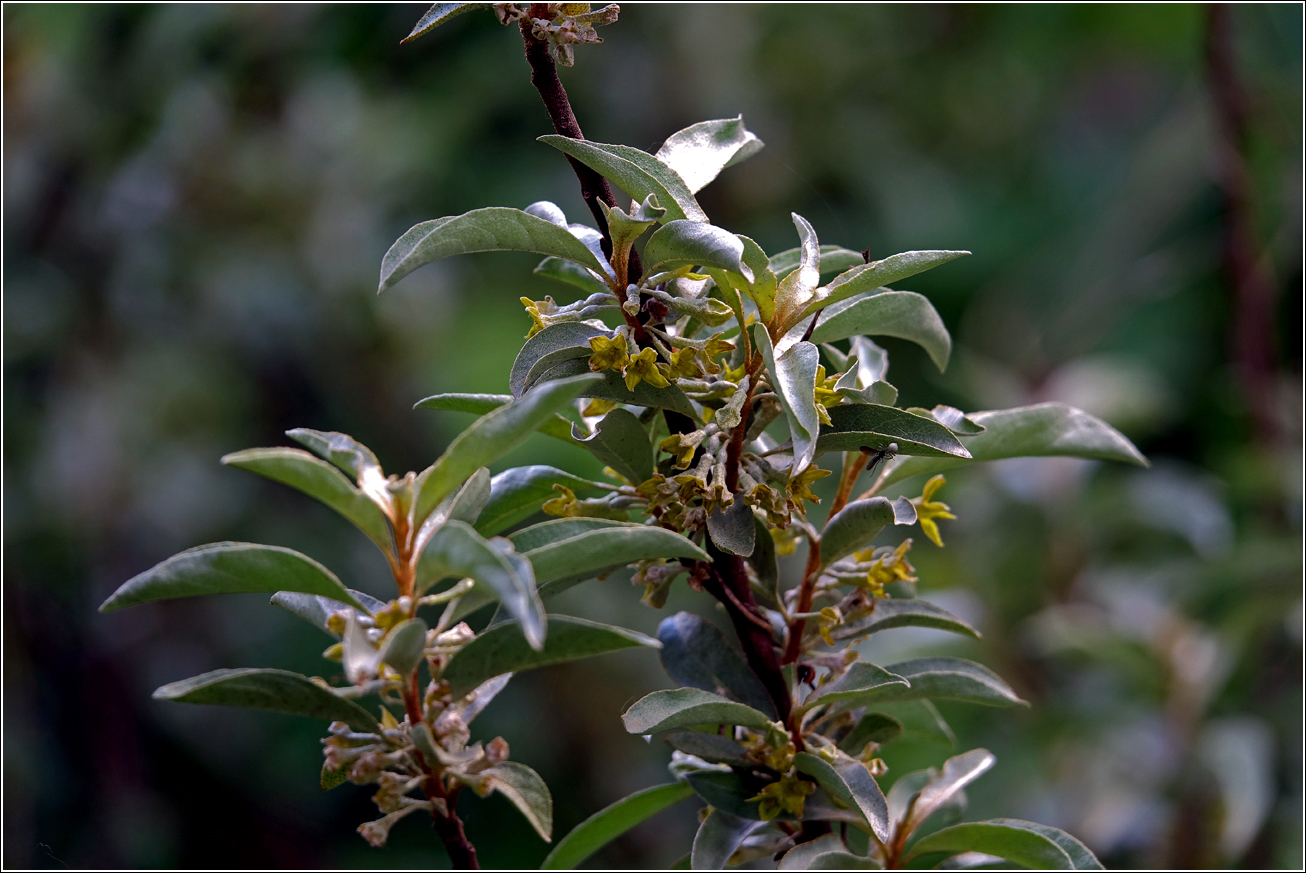 Image of Elaeagnus commutata specimen.