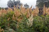 Sorbaria sorbifolia