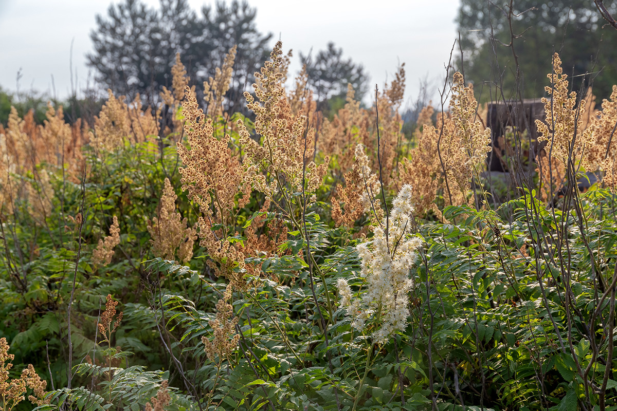 Изображение особи Sorbaria sorbifolia.