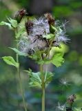 Cirsium oleraceum
