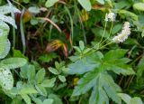 Sanguisorba stipulata