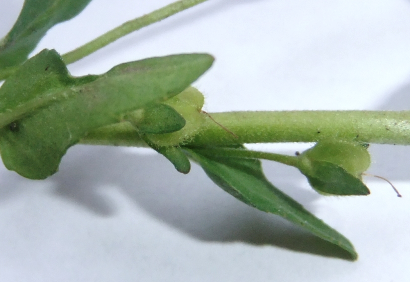 Image of Veronica serpyllifolia specimen.