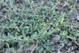 Bassia hyssopifolia. Прикорневая часть цветущего и плодоносящего растения. Астраханская обл., Камызякский р--н, окр. с. Нижнекалиновский, левобережье ер. Большой Кашкалдак, солонцеватый участок пастбищного луга. 11.09.2026.