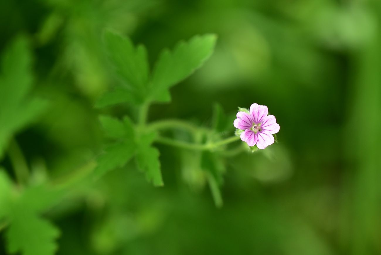 Image of Geranium robertianum specimen.