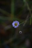unknown species. Соцветие. Калужская обл., Боровский р-н, 1,5 км на северо-западе от Каверино, смешанный лес, старая лесовозная дорога. 25 октября 2026 г.